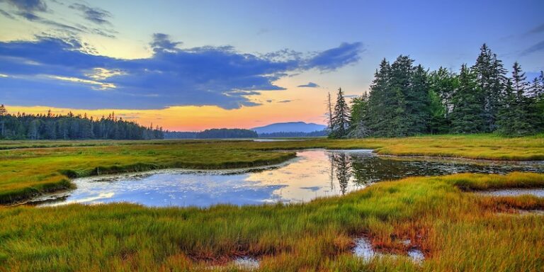 maine marshland acadia