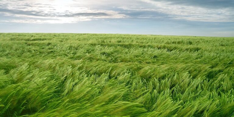 grass in wind