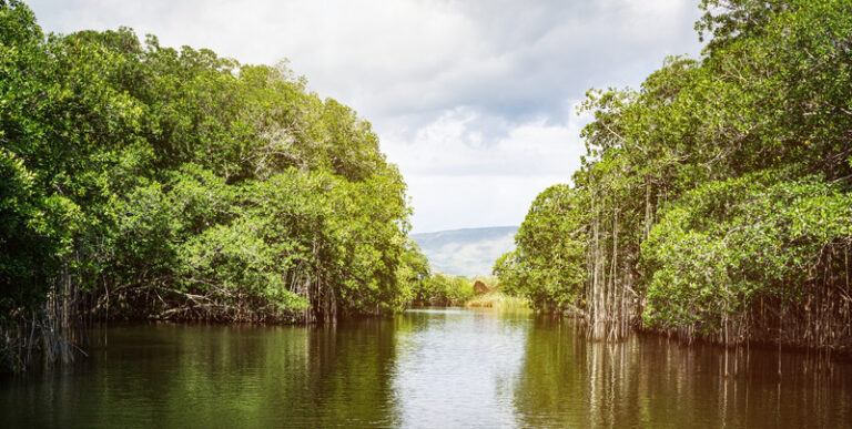 jamaica landscape