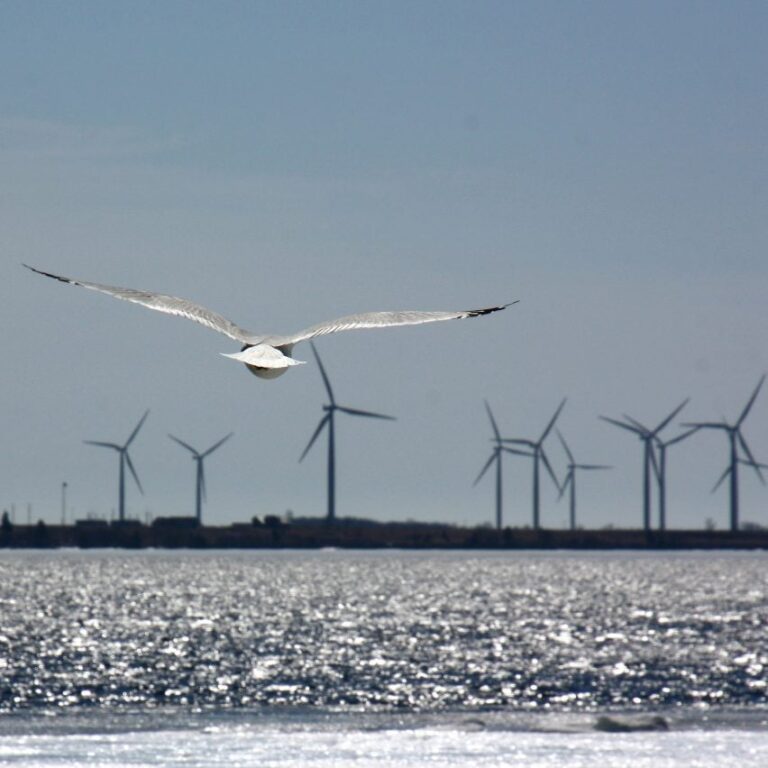 offshore wind turbines bird collisons news dezeen 2364 sq 852x852